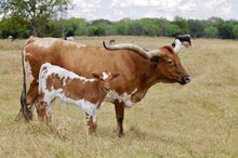 BCR WALK THE LINE 529