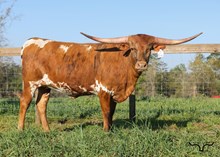 M7 Miss Kitty’s Safari 