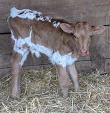 Flinn x Sunny twin bull 1