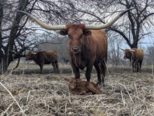 Flinn x Cherry heifer