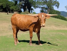 M7 3 Rose’s 🌹🌹🌹