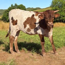 M7 Roses Cool Dancer 