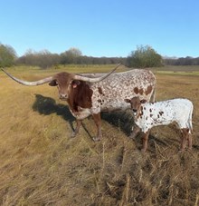 M7 Winnie’s Cool Dancer