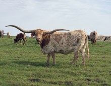 RJF MERCIFUL DIVA TAG 818 🇺🇸