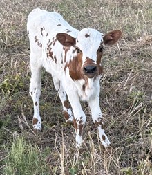 Jango's Sweet Sassafras JH