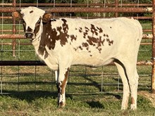 Jango's Sweet Sassafras JH