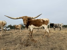 KKR POLLY WANT A CRACKER