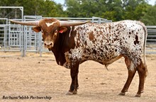 BL JERICHO CHEX