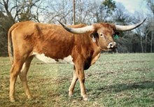 GLR MONIKAS CACTUS GAL