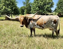 BL ROCKIN COWGIRL