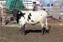 COWBOY TUFF CHEX X SHR JUBILEE CFA (H) ET