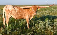 Meadow Green Penelope