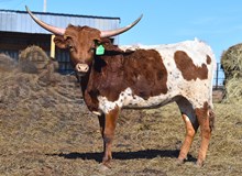 6CR REBELLIOUS COWGIRL